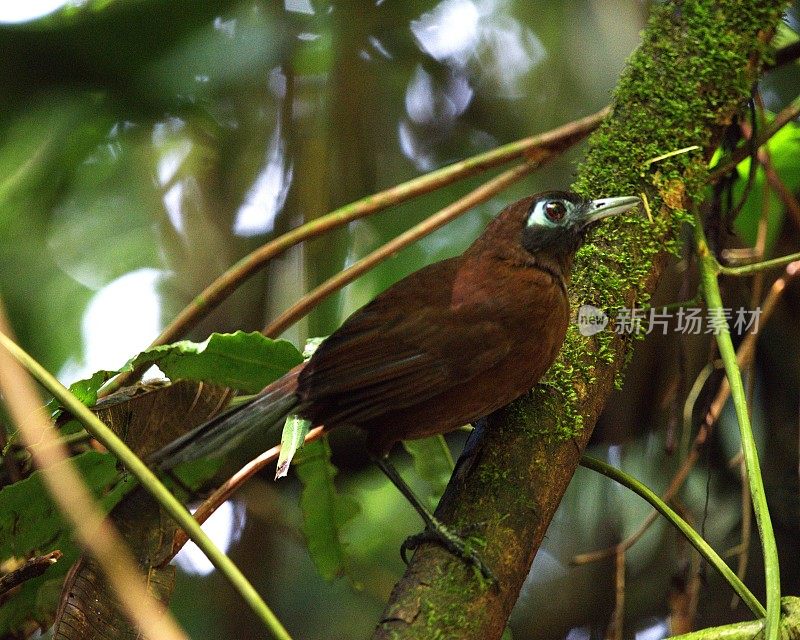 Chestnut-Backed Antbird